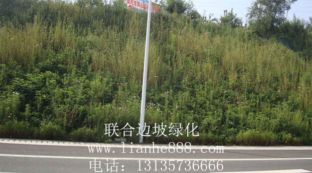 1719540515387027.jpg 客土噴播.jpg