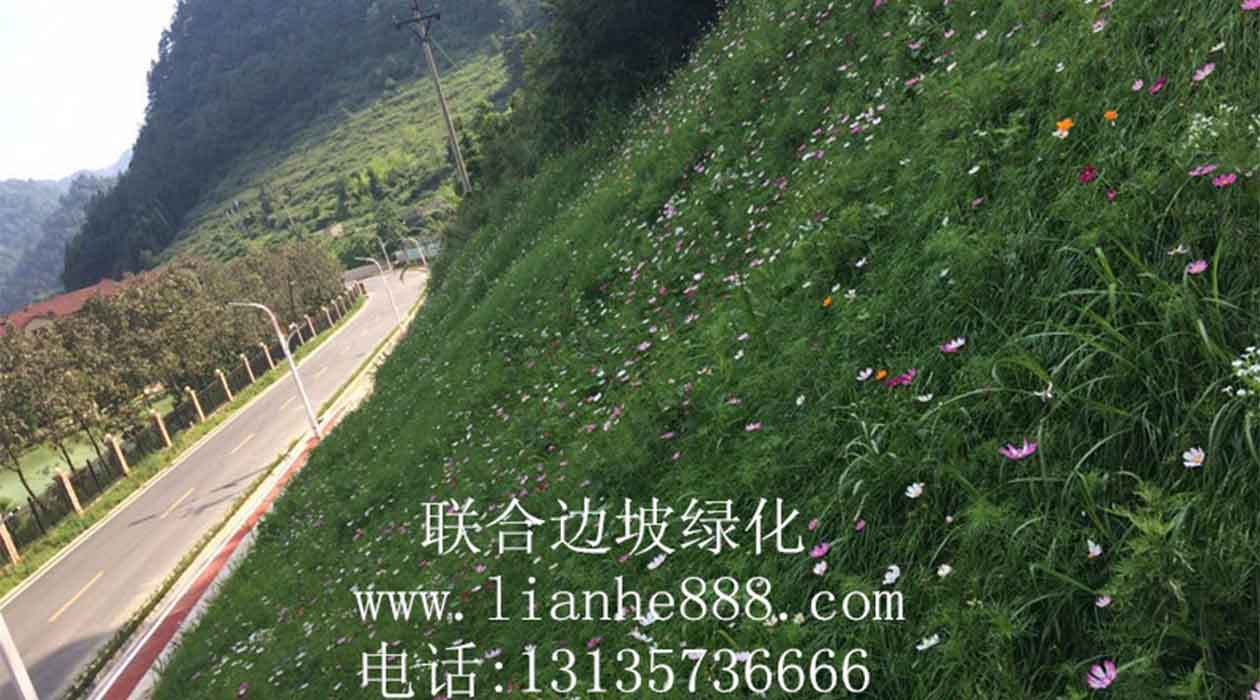 1719905640115531.jpg 掛網(wǎng)客土噴播.jpg